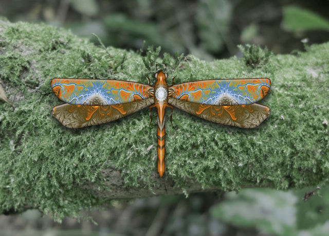 dragonflyer
