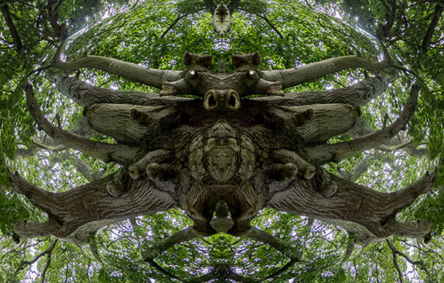 mirrored tree