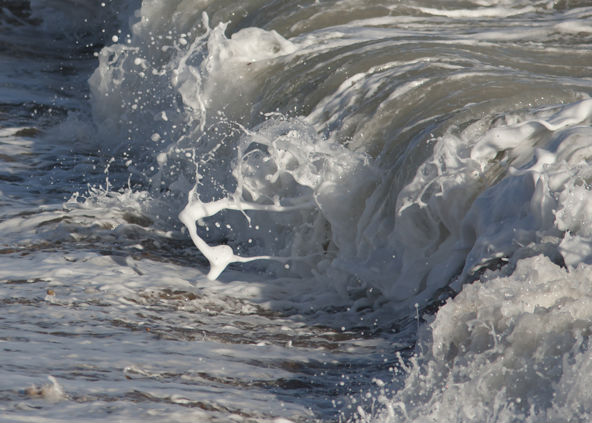 surf dancer