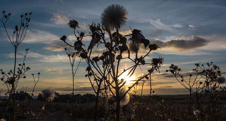 thistles